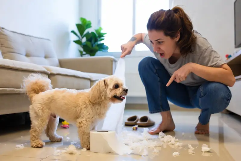 pet desobediente em apartamento